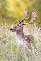 Fallow deer in the meadow
