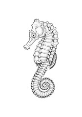 Detailed Hand Drawn Seahorse Vintage Marine Animal Vector Illustration Isolated on White Background