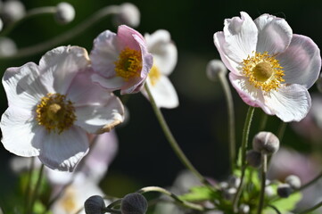 bee on flower