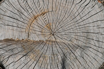 old wood texture