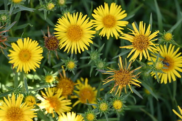 yellow dandelions on green background
