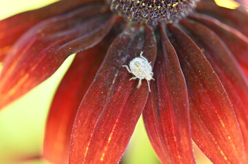 close up of a red flower