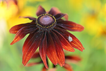 red flower with dew drops