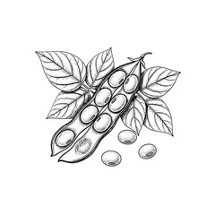 Hand Drawn Soybean Pod with Leaves Detailed Botanical Vector Illustration 