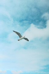 A White Seagull over the River