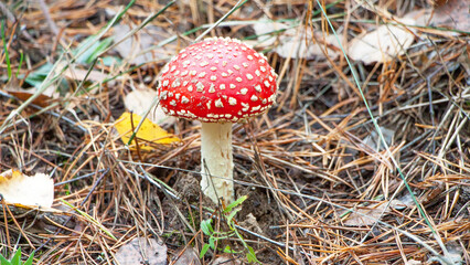 fly agaric mushroom
