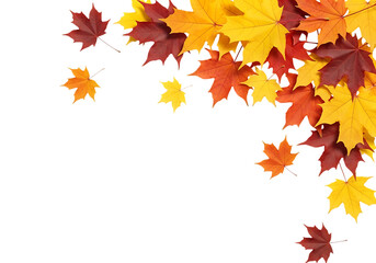 A cluster of colorful autumn maple leaves in shades of red, orange, and yellow, isolated on transparent background