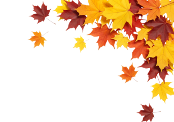 A cluster of colorful autumn maple leaves in shades of red, orange, and yellow, isolated on transparent background