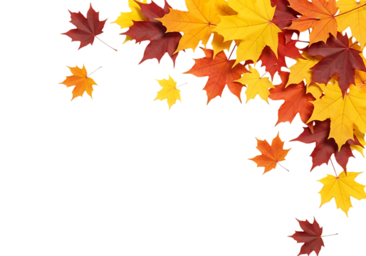 A cluster of colorful autumn maple leaves in shades of red, orange, and yellow, isolated on transparent background