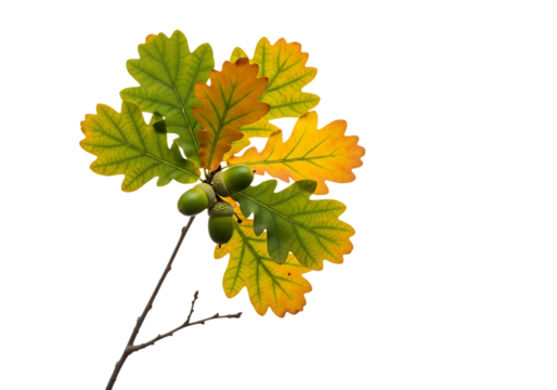 A branch with oak leaves changing color from green to yellow and orange, with acorns, isolated on transparent background