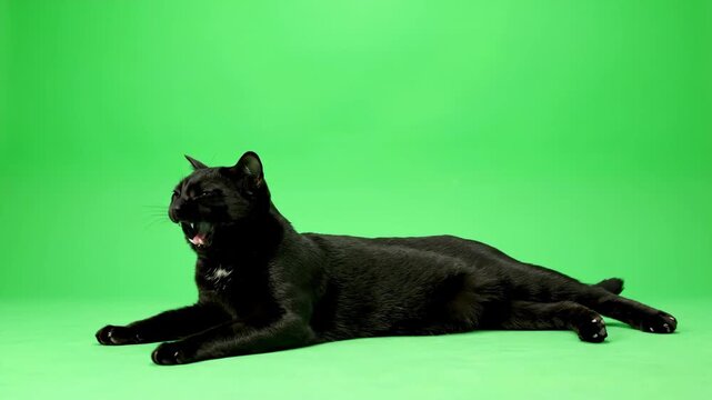 A sleek black panther lies down on a green background with its mouth slightly open and ears perked up.