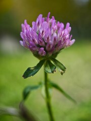 purple flower of clover