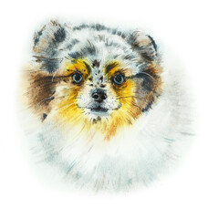 Spitz. Portrait small dog. Watercolor hand drawn illustration