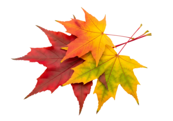 A small cluster of vibrant autumn maple leaves in red, orange, and yellow, isolated on transparent background