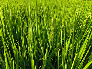 green rice field