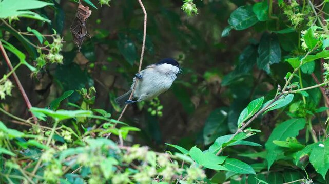 Marsh Tit (Poecile) Perched in Dense Green Foliage Foraging and Observing