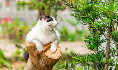 gato branco e preto sobre um tronco de árvore