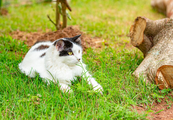 gato branco e preto no gramado