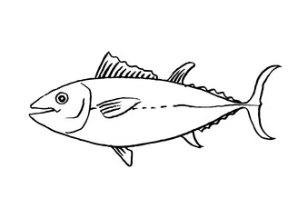 Tuna fish hand drawn with pencil lines.