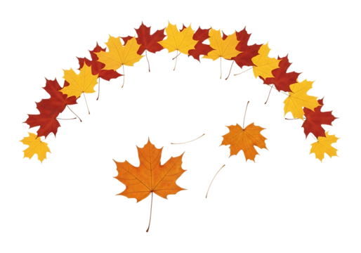 A decorative arch of red and yellow autumn maple leaves with a few falling leaves in the center, isolated on transparent background