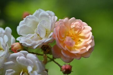 bee on flower