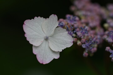 purple flower on a green background