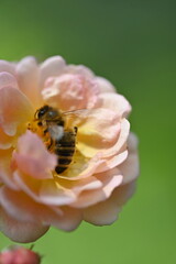 bee on a flower