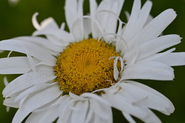 daisy flower closeup