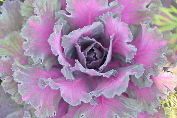 purple and white rose