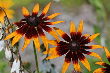 sunflower in the garden