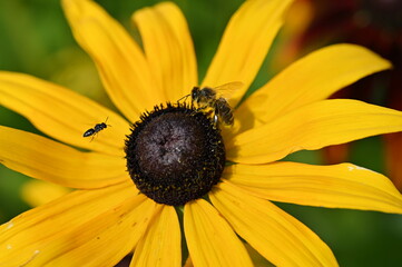 bee on sunflower