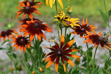 orange flowers in the garden