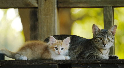 Gray striped mom cat with orange baby kitten closeup outside