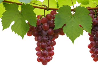 A cluster of ripe, deep red grapes hanging from a vine with large green leaves, isolated on a pure transparent background, showcasing the freshness and abundance of the harvest