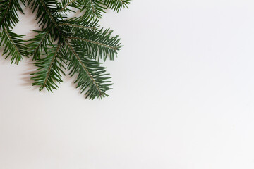 Christmas tree branch on a white background. Copy space.