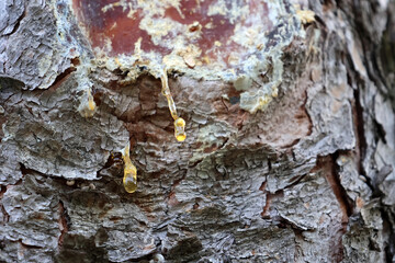 la sève à la blessure de l arbre