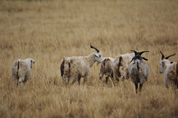 Herd of Native Goats Grazing in the Vast Grasslands of the Eurasian Steppe in Central Asia