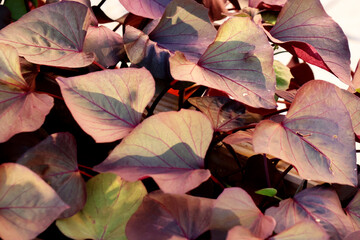 Feuilles d'automne sous le soleil