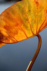 Lueur et couleur  d'automne