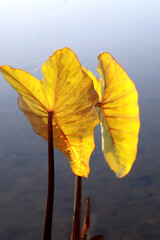 2 feuilles  à contre jour