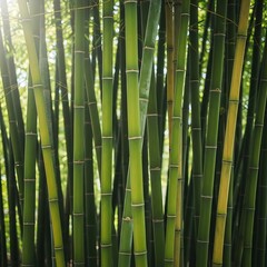 Fototapeta premium Lush Bamboo Forest - A Serene Green Sanctuary of Natures Beauty.