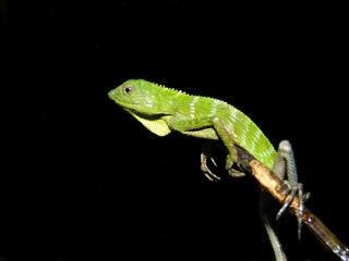 green lizard on a branch