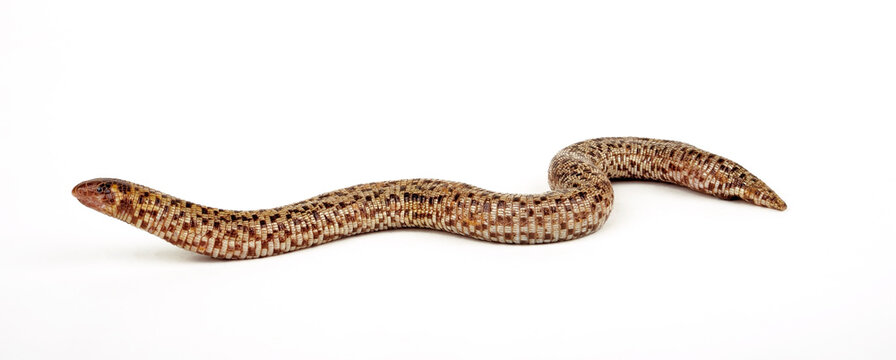 Checkerboard Worm Lizard // Schachbrett-Doppelschleiche (Trogonophis wiegmanni) - from Morocco