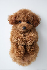 Cute brown mini toy poodle