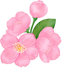 Pink Sakura Cherry Blossom Watercolor PNG