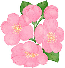 Pink Sakura Cherry Blossom Watercolor PNG