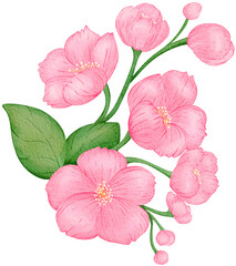 Pink Sakura Cherry Blossom Watercolor PNG