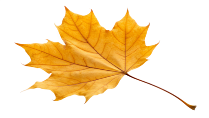 Golden Autumnal Leaf: A close-up view of a single, vibrant, golden maple leaf, revealing intricate veins and the gentle beauty of autumn.
