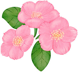 Pink Sakura Cherry Blossom Watercolor PNG