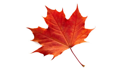 Naklejka premium Single red maple leaf isolated on a transparent background for seasonal marketing designs.